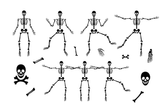 Conjunto de esqueleto con diferentes partes Silueta del cuerpo humano Anatomía humana