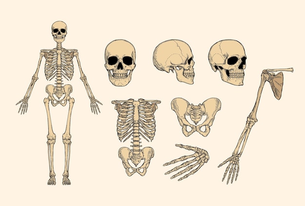 Vector un conjunto de esqueleto humano y un esqueleto.