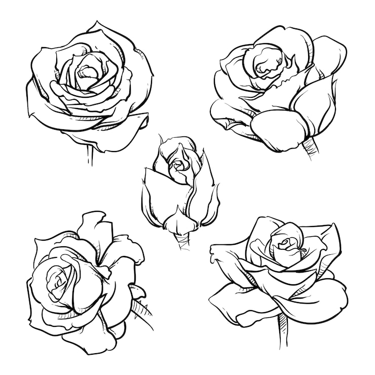 Vector conjunto de esquema de flores rosa.