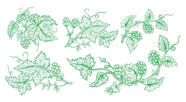 Conjunto de estilo verde de boceto dibujado rama de planta de lúpulo