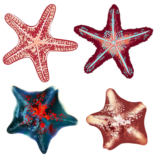 Conjunto de estrellas de mar realistas para el diseño