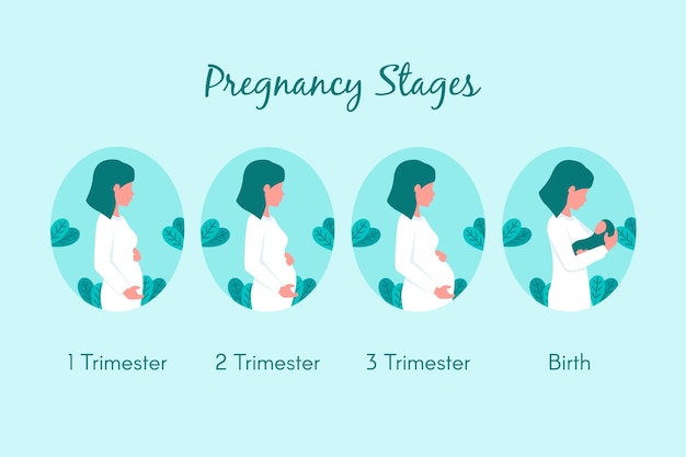 Vector conjunto de etapas de embarazo de diseño plano