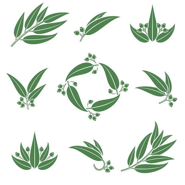 Conjunto de eucalipto Icono de colección Vector de eucalipto