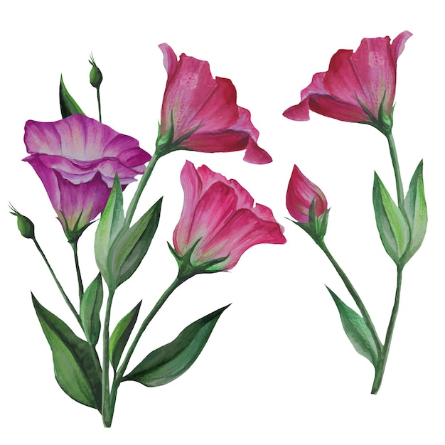 Conjunto de eustoma flores lisianthus vector ilustración