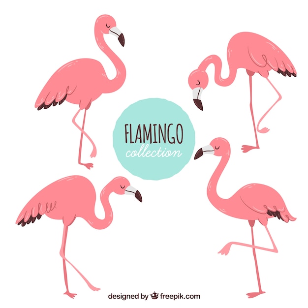 Vector conjunto de flamencos rosa con posturas diferentes