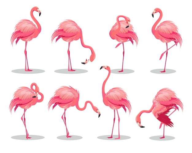 Conjunto de flamencos rosados realistas. Aves exóticas en diferentes poses.