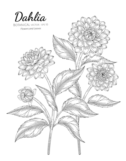 Conjunto de flor de dalia y hoja dibujada a mano ilustración botánica con  arte lineal | Vector Premium