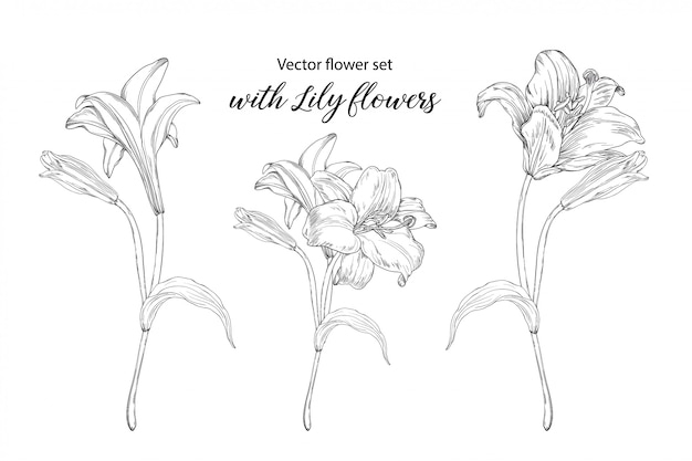 Conjunto de la flor con flores de lirio