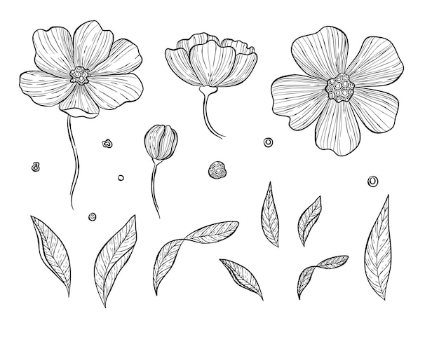 Conjunto de flor de hierbas botánicas dibujadas a mano con ilustración de hojas