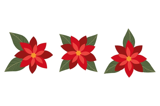 Conjunto flor de Navidad estrella roja poinsettia