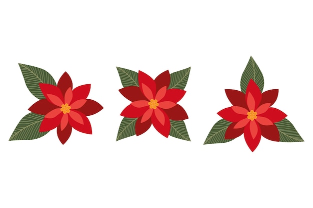 Vector conjunto flor de navidad estrella roja poinsettia