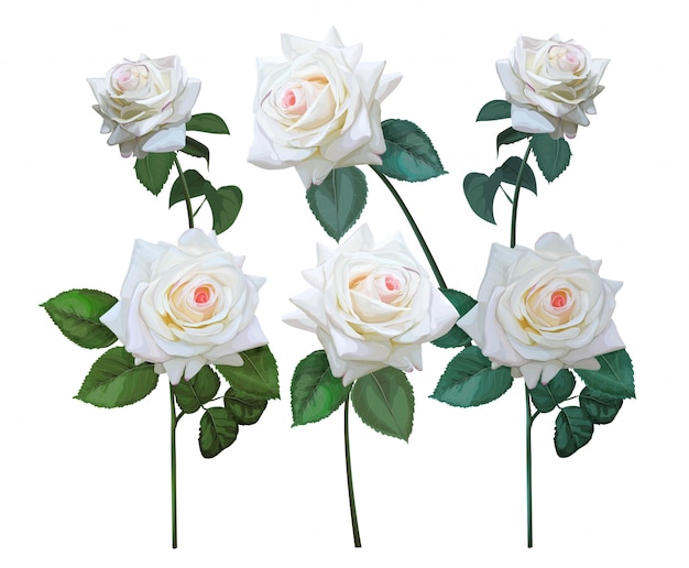 Vector conjunto de flor rosa blanca