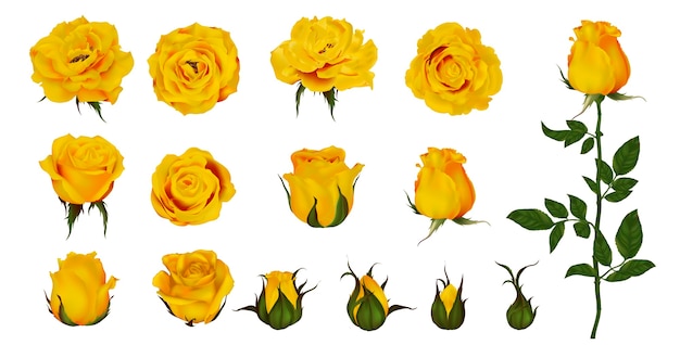Conjunto de flor rosa de planta floreciente. Jardín amarillo icono aislado de flor amarilla, pétalos y brotes con tallo verde y hoja