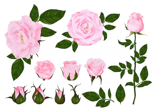 Conjunto de flor rosa de planta floreciente. Jardín rosa icono aislado de flor roja, pétalos y brotes con tallo verde y hoja