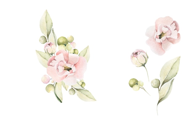 Vector conjunto floral acuarela de flores rosas de peonía, hojas, vegetación en colores pastel