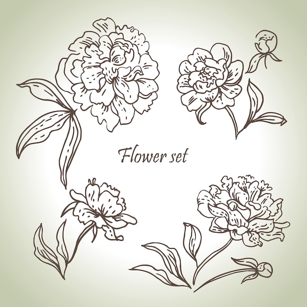 Conjunto floral. Ilustraciones dibujadas a mano de peonías.