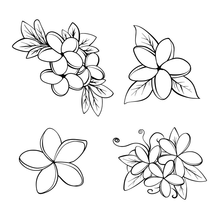 Conjunto floral lineal botánico Colección floral creativa abstracta Ilustración vectorial