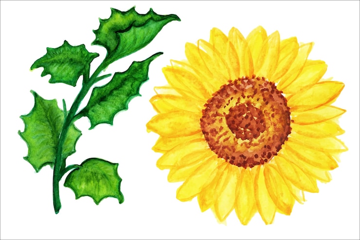 Vector conjunto de flores de acuarela. lindas flores de jardín rosa. flores de campo, rosas, margaritas. imágenes prediseñadas de acuarela.