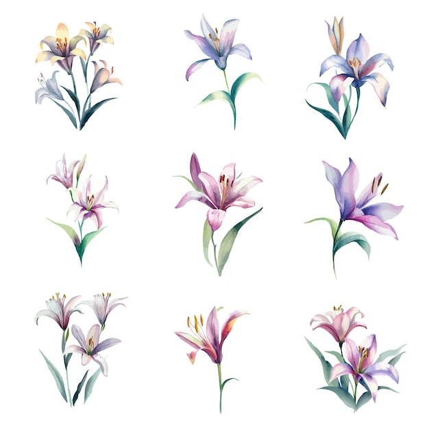 Un conjunto de flores de acuarela sobre un fondo blanco.