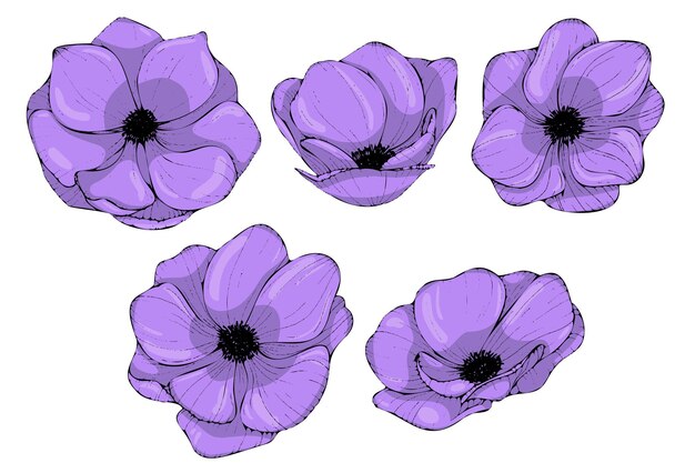 Conjunto de flores anémonas violetas ilustración dibujada a mano