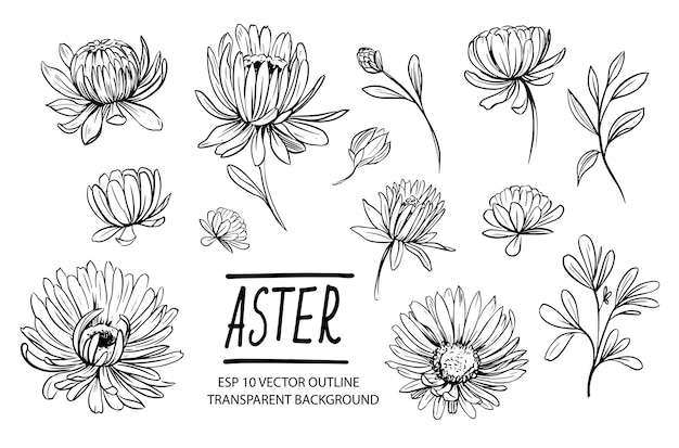 Conjunto de flores de aster. Ilustración dibujada a mano aislado en blanco