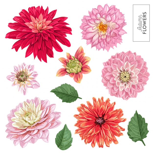 Vector conjunto de flores de aster rojo