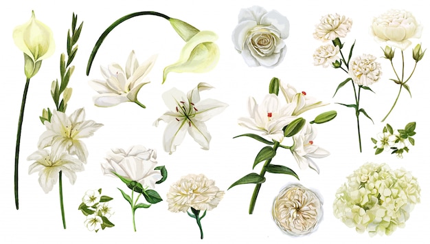 Vector conjunto de flores blancas, acuarela dibujada a mano