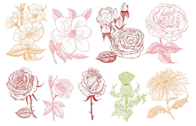 Conjunto de flores botánicas de boda en el jardín o planta de primavera Aster dahlia con cogollos peonías y rosas narcisos Ilustración vectorial grabada a mano dibujada en un viejo boceto vintage para tarjeta