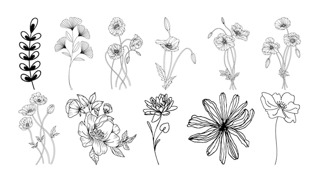 Conjunto de flores botánicas dibujadas a mano vector de arte de línea Colección de ramas de hojas de follaje floral f