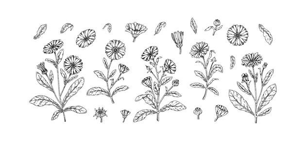 Conjunto de flores de caléndula dibujadas a mano Ilustración vectorial en estilo de boceto