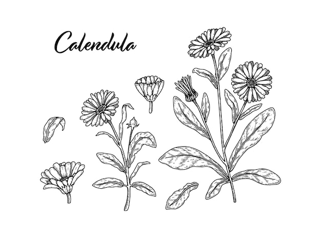 Conjunto de flores de caléndula dibujadas a mano Ilustración vectorial en estilo de boceto