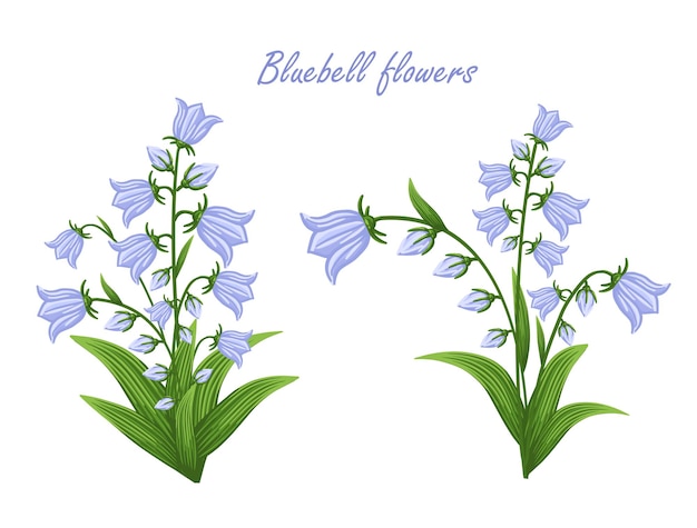 Vector conjunto de flores de campanilla plantas florales con flores azules ilustración vectorial botánica aislada