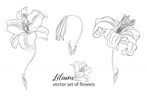 Vector conjunto de flores y capullos de lirio.