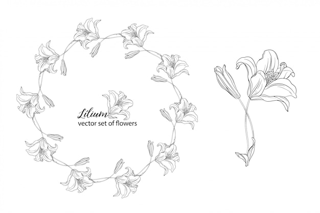 Conjunto de flores y capullos de lirio.