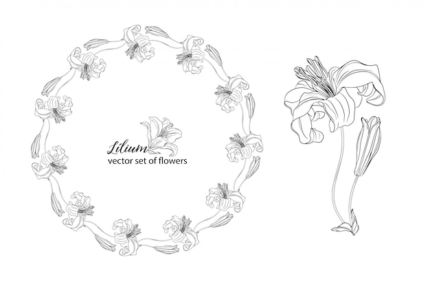 Conjunto de flores y capullos de lirio.