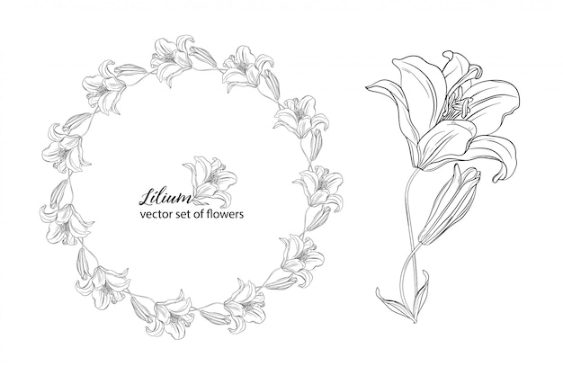 Vector conjunto de flores y capullos de lirio.