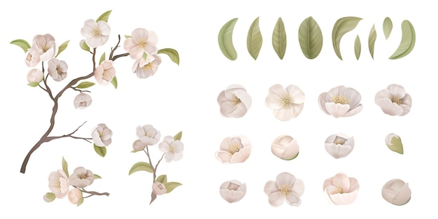 Conjunto de flores de cerezo aislar sobre fondo blanco. Flor de Sakura realista, hojas verdes y ramas, elementos de diseño para decoración de pancartas, carteles o volantes imprimibles de diseño gráfico. Ilustración vectorial