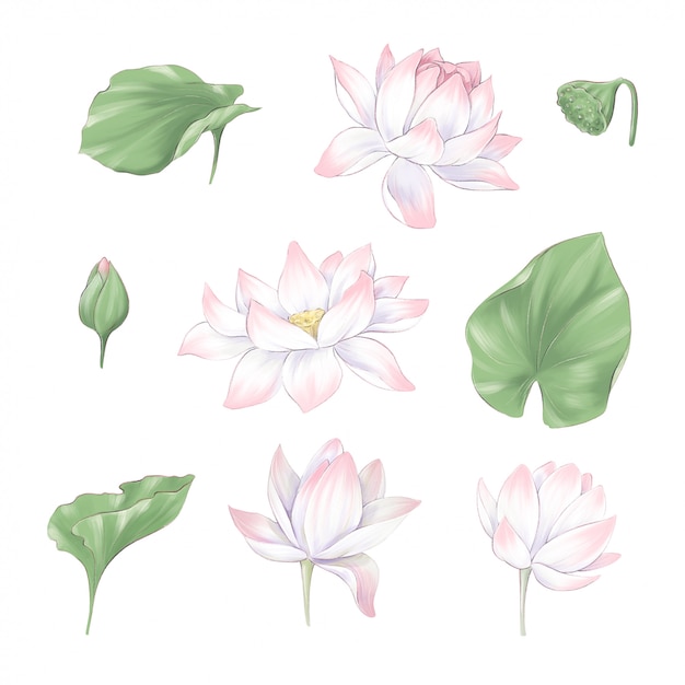 Conjunto de flores clipart digitales y ramos de loto y algas