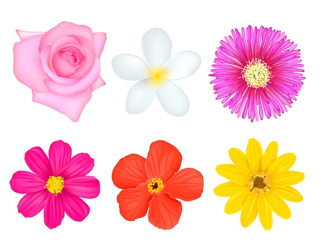Vector conjunto de flores de colores aislados