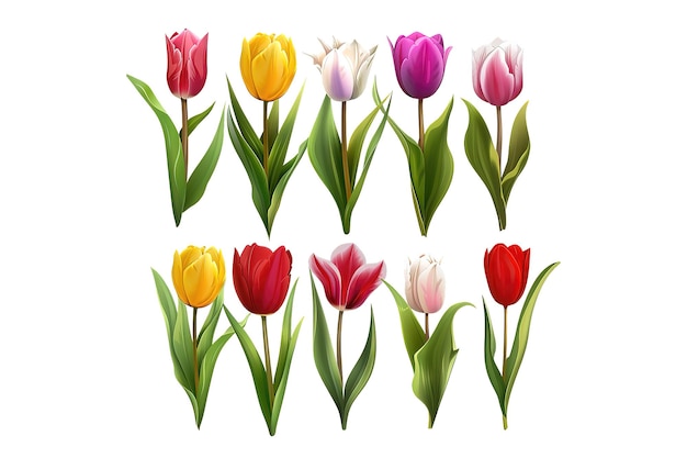 un conjunto de flores coloridas con diferentes colores