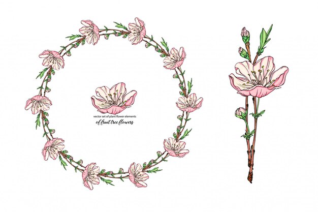 conjunto de flores con delicadas flores, rama floreciente