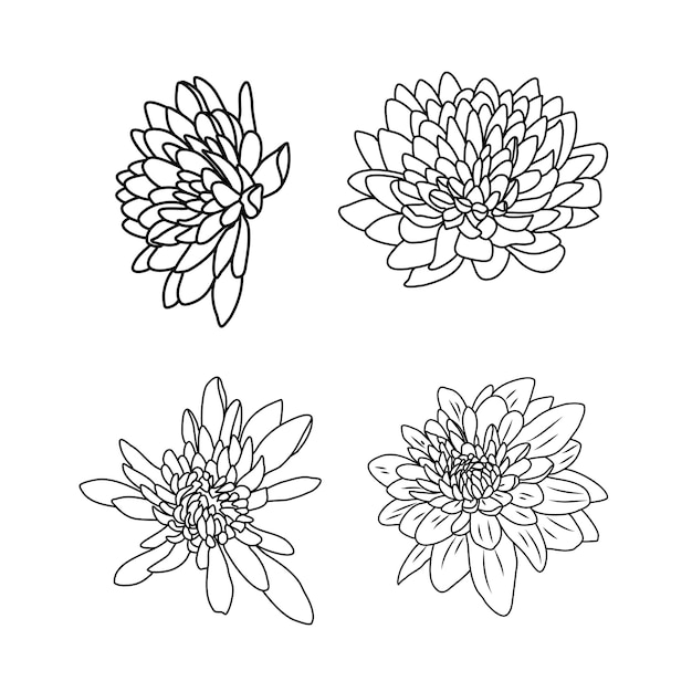 conjunto de flores dibujadas a mano. conjunto de crisantemos. Arte lineal de flores. Vector de flores crisantemo
