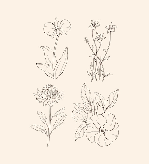 Conjunto de flores dibujadas a mano