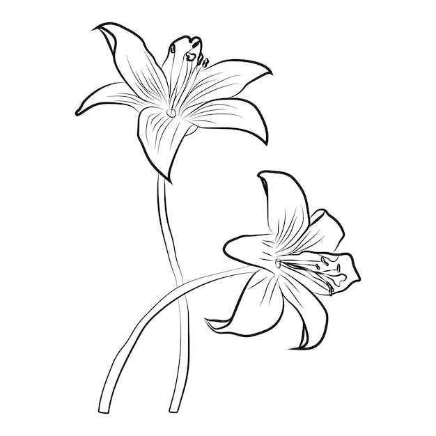 Vector conjunto de flores. dibujo y boceto de flores vectoriales con arte lineal en blanco y negro.