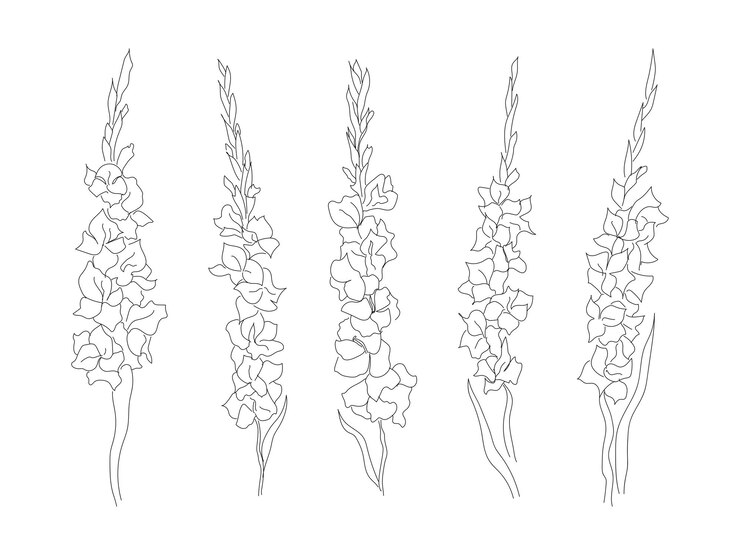 Vector conjunto de flores de gladiolo en estilo lineal ilustración vectorial aislada flores lineales para el logotipo del tatuaje