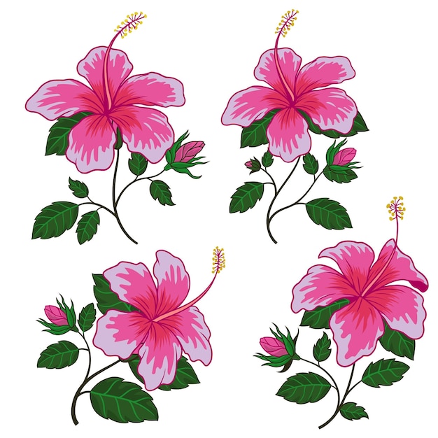 Conjunto de flores de hibisco rosa