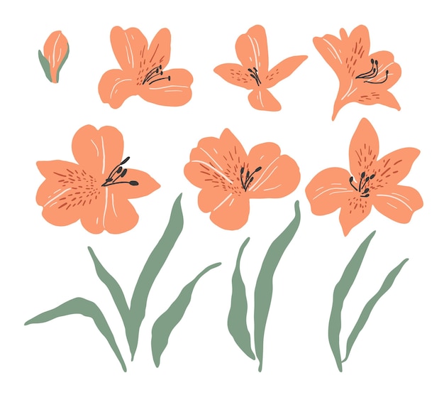 Conjunto de flores y hojas de alstroemeria dibujadas a mano Ilustración simple abstracta