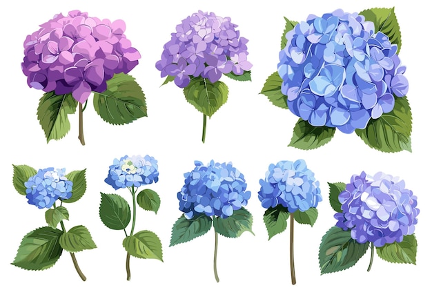 Conjunto de flores de hortensia en un fondo blanco aislado