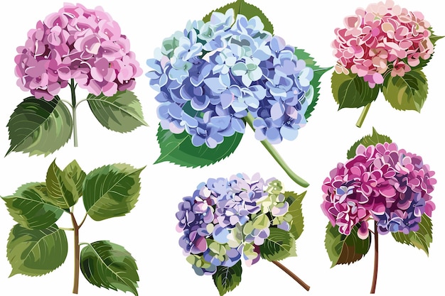 Conjunto de flores de hortensia en un fondo blanco aislado