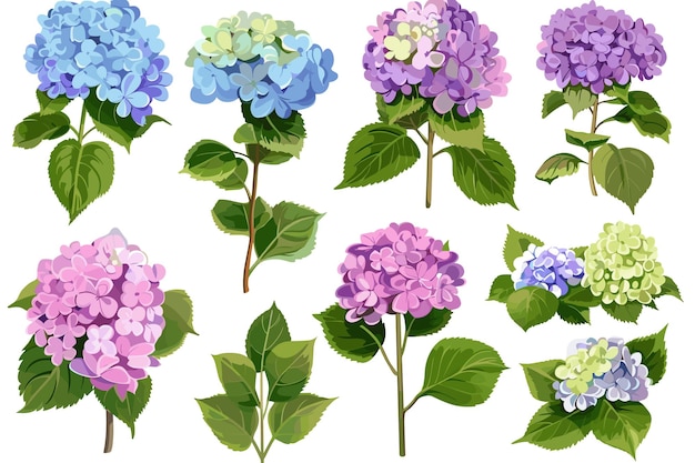 Conjunto de flores de hortensia en un fondo blanco aislado
